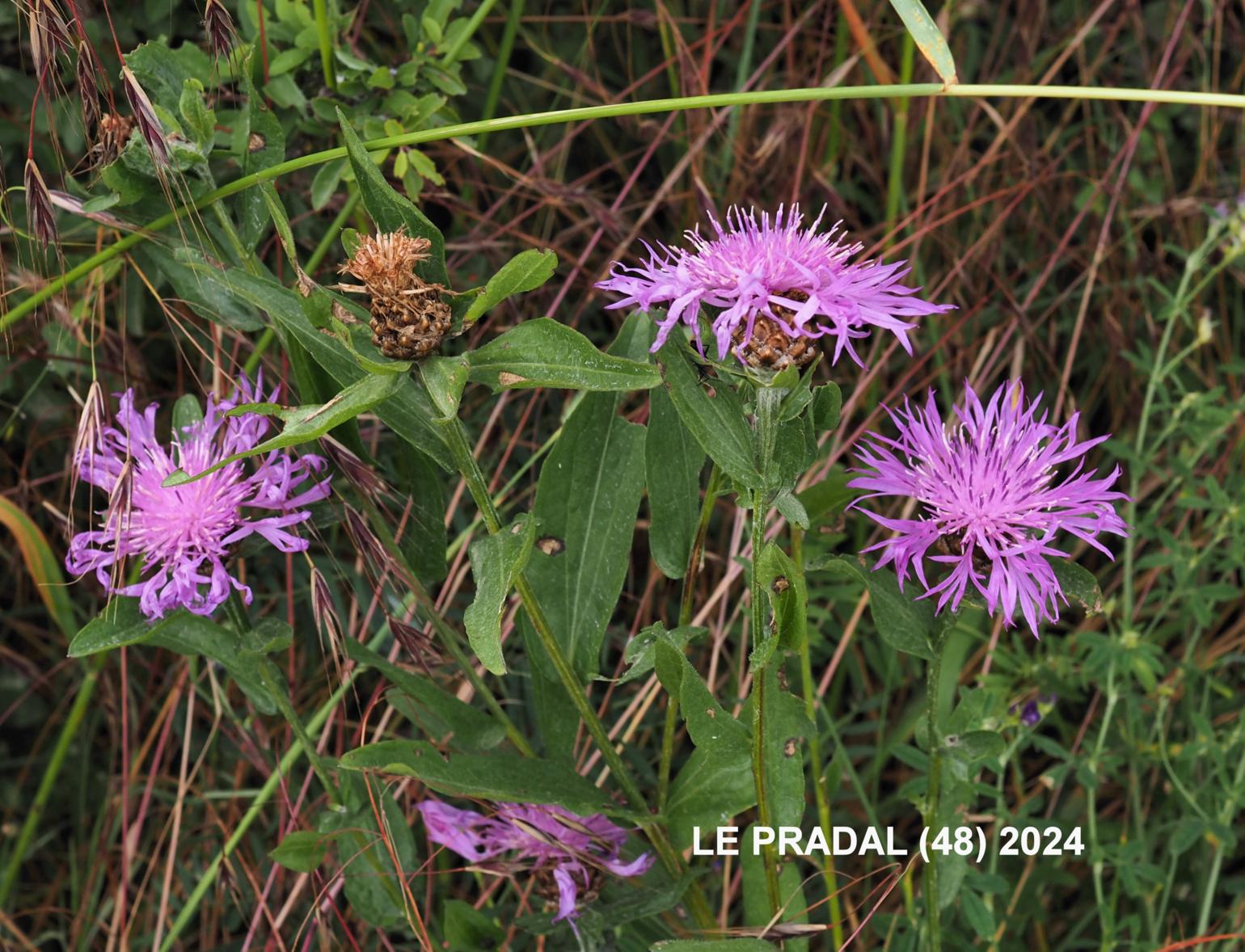 Knapweed, Brown-rayed